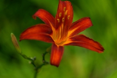 kwiat01